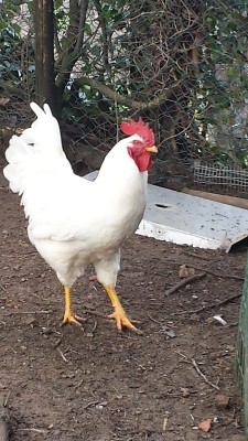 file-1.jpeg (169 KiB) Osservato 2278 volte file-1.jpeg