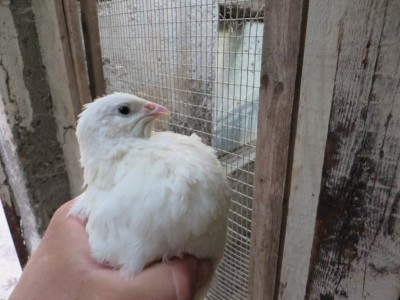 IMG_0852 (FILEminimizer).JPG (81.3 KiB) Osservato 752 volte IMG_0852 (FILEminimizer).JPG