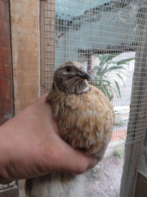 IMG_0860 (FILEminimizer).JPG (137.05 KiB) Osservato 752 volte IMG_0860 (FILEminimizer).JPG