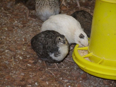 SS852085 (FILEminimizer).JPG (186.16 KiB) Osservato 752 volte SS852085 (FILEminimizer).JPG