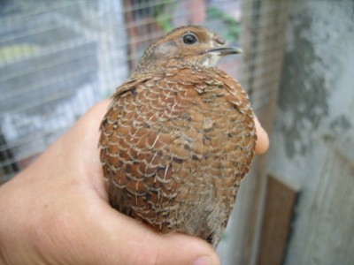 SS852146 (FILEminimizer).JPG (62.01 KiB) Osservato 752 volte SS852146 (FILEminimizer).JPG