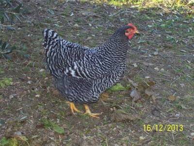 polli 006.JPG (113.39 KiB) Osservato 1802 volte polli 006.JPG