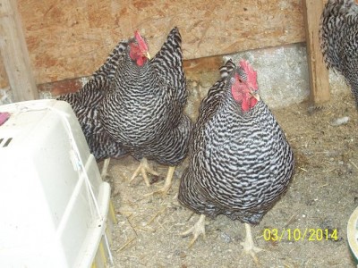 polli 39649.JPG (99.51 KiB) Osservato 1802 volte polli 39649.JPG