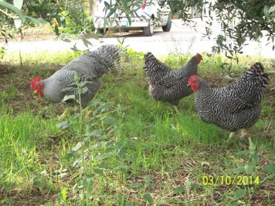 polli 39677.JPG (117.34 KiB) Osservato 1802 volte polli 39677.JPG