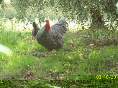 polli 39684.jpg (105.76 KiB) Osservato 1802 volte polli 39684.jpg