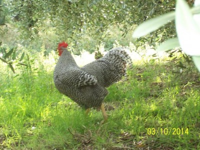 polli 39686.JPG (101.33 KiB) Osservato 1801 volte polli 39686.JPG