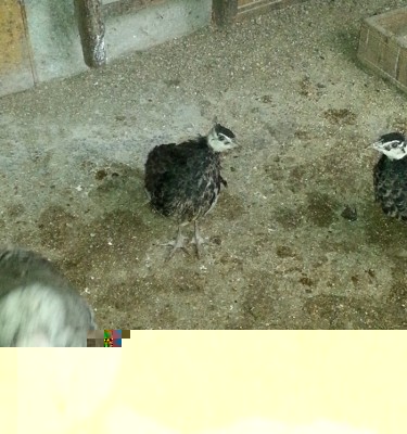 20141128_084522.jpg (266.26 KiB) Osservato 621 volte 20141128_084522.jpg