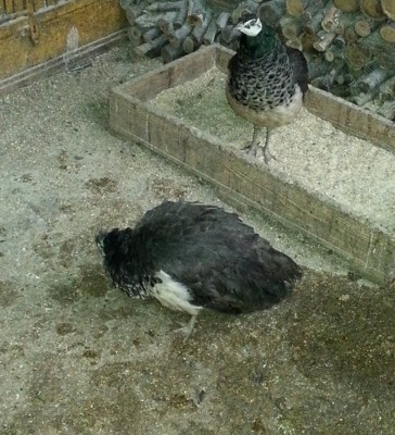 20141128_084528.jpg (256.27 KiB) Osservato 621 volte 20141128_084528.jpg