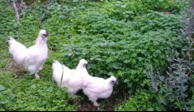 Moroseta nana bianca pura / image.jpg image.jpg