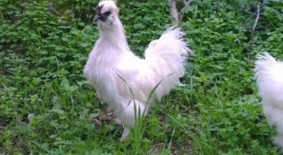 Moroseta nana bianca pura / image.jpg image.jpg