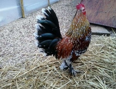 Sabelpoot nana calzata colorazione millefiori / image.jpg image.jpg