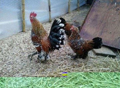 Sabelpoot nana calzata colorazione millefiori / image.jpg image.jpg