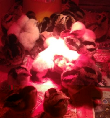 Pulcini / image.jpg image.jpg