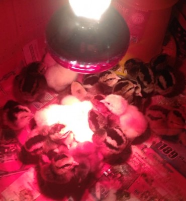 Pulcini / image.jpg image.jpg