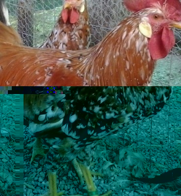 Millefiori di lonigo / image.jpg image.jpg