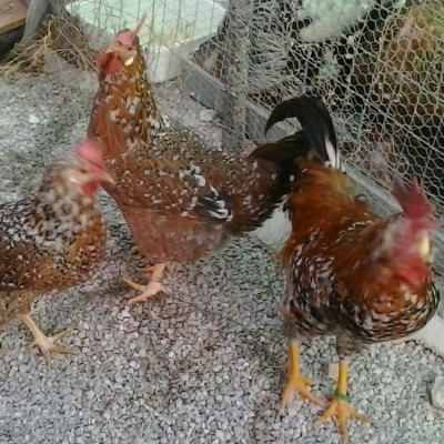 Millefiori di lonigo / image.jpg image.jpg