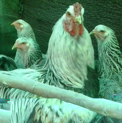 Brahma argento perniciato a maglie nere (inverso) / image.jpg image.jpg