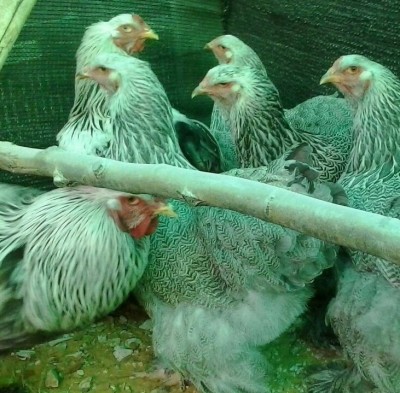 Brahma argento perniciato a maglie nere (inverso) / image.jpg image.jpg