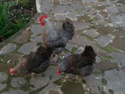 1.JPG (63.51 KiB) Osservato 4627 volte 1.JPG