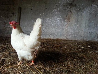 2.JPG (84.62 KiB) Osservato 4627 volte 2.JPG