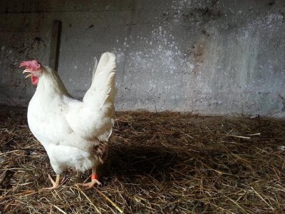 1.JPG (99.14 KiB) Osservato 4627 volte 1.JPG