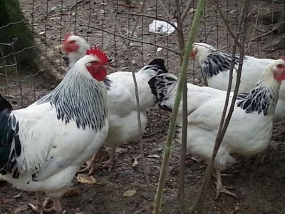 1.JPG (65.47 KiB) Osservato 4627 volte 1.JPG