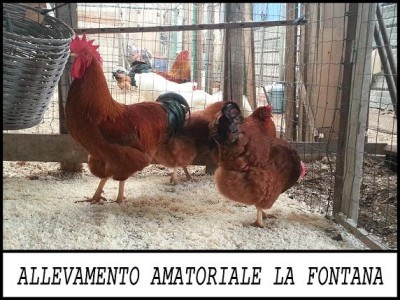 New Hampshire / 20150113_153104 copia12.JPG 20150113_153104 copia12.JPG