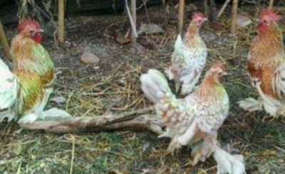 Sabelpoot nana calzata camoscio picchettata bianco / image.jpg image.jpg