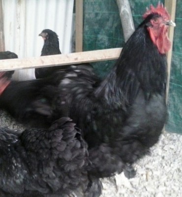 Cocincina gigante nero / image.jpg image.jpg