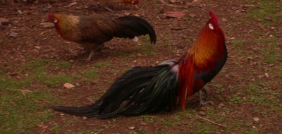 PIC_0040.JPG (96.75 KiB) Osservato 647 volte PIC_0040.JPG