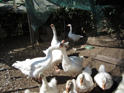 Foto varie 053.jpg (188.21 KiB) Osservato 647 volte Foto varie 053.jpg