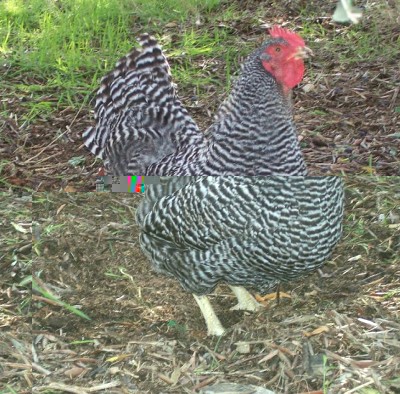 polli 39681 (2)g2.jpg (148.91 KiB) Osservato 746 volte polli 39681 (2)g2.jpg