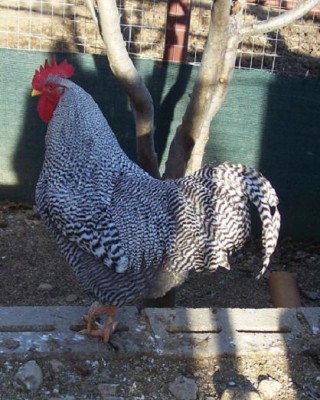 polli 39595512 (r).jpg (69.33 KiB) Osservato 746 volte polli 39595512 (r).jpg