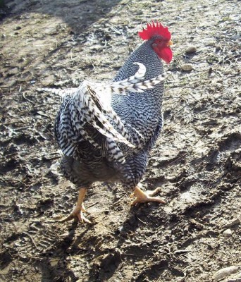 polli 39595540 (2)ga3.jpg (172.81 KiB) Osservato 746 volte polli 39595540 (2)ga3.jpg