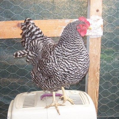 polli 39595564 ga.jpg (141.54 KiB) Osservato 746 volte polli 39595564 ga.jpg