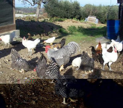 polli 39595523 (2)gr.jpg (156.33 KiB) Osservato 746 volte polli 39595523 (2)gr.jpg