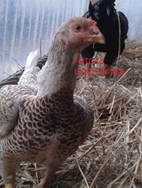 182640441906575.jpg 182640441906575.jpg