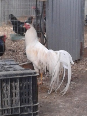 20150124_161835.jpg (150.25 KiB) Osservato 1039 volte 20150124_161835.jpg