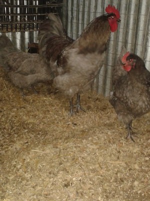 20150122_190910.jpg (141.07 KiB) Osservato 1039 volte 20150122_190910.jpg