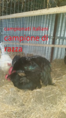 20150130_160626.jpg (160.78 KiB) Osservato 1039 volte 20150130_160626.jpg