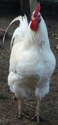 IMG-20150221-WA0002-1.jpg (192.68 KiB) Osservato 789 volte IMG-20150221-WA0002-1.jpg