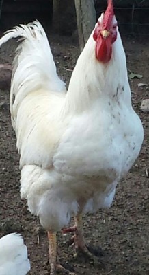 IMG-20150221-WA0001-1.jpg (177.37 KiB) Osservato 789 volte IMG-20150221-WA0001-1.jpg