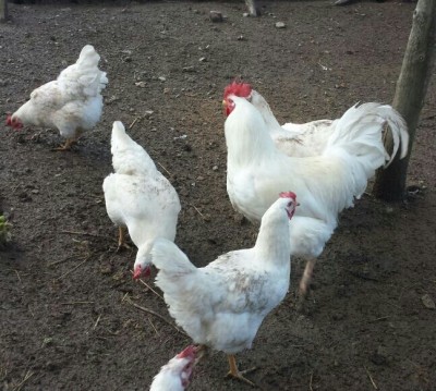 IMG-20150221-WA0008-1.jpg (315.14 KiB) Osservato 789 volte IMG-20150221-WA0008-1.jpg