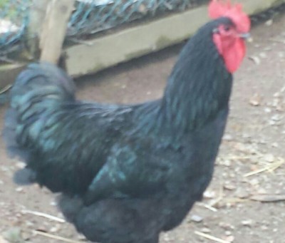 IMG-20150221-WA0006-1.jpg (209.88 KiB) Osservato 645 volte IMG-20150221-WA0006-1.jpg