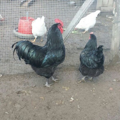 IMG-20150221-WA0003-1.jpg (264.19 KiB) Osservato 645 volte IMG-20150221-WA0003-1.jpg