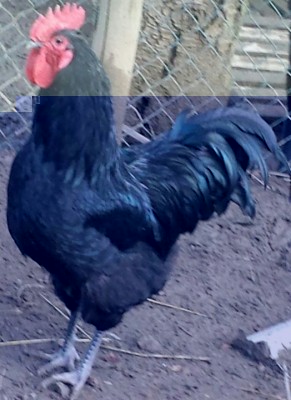 IMG-20150221-WA0004-1.jpg (246.26 KiB) Osservato 645 volte IMG-20150221-WA0004-1.jpg