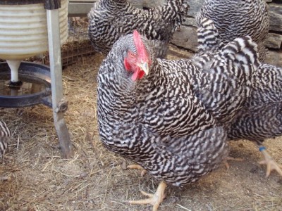 014 (640x480).jpg (307.41 KiB) Osservato 722 volte 014 (640x480).jpg