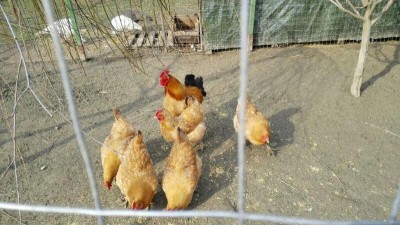 rps20150320_200944.jpg (87.8 KiB) Osservato 592 volte rps20150320_200944.jpg