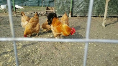 Prima / rps20150320_200921.jpg rps20150320_200921.jpg