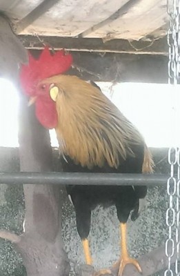 11060249_352057058330726_1730164244185779326_n (2).jpg (70.16 KiB) Osservato 700 volte 11060249_352057058330726_1730164244185779326_n (2).jpg